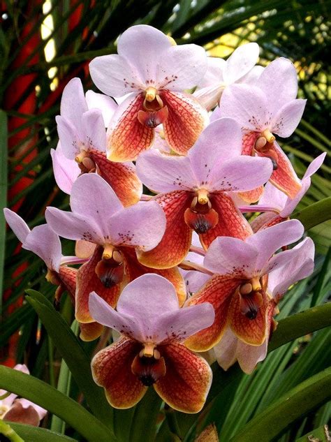 Waling-waling (Vanda sanderiana) | Orchids, Beautiful flowers, Tropical ...