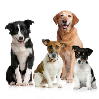 Dog PNG, Dog Transparent Background - FreeIconsPNG