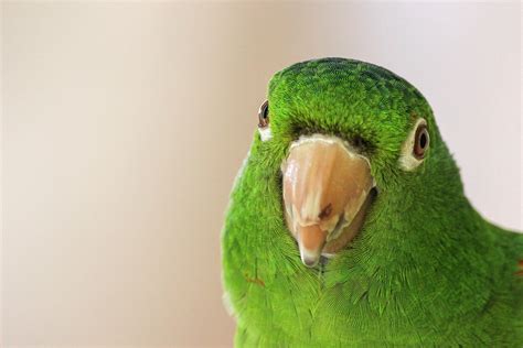 44 Colorful Parrot Photos · Pexels · Free Stock Photos