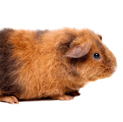Cavia Peruvian - Furrtastic