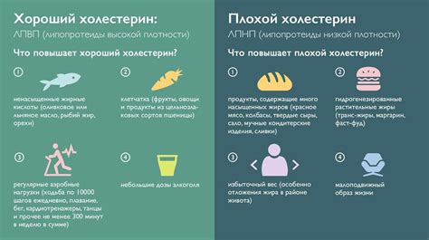 Норма холестерина в крови у женщин: таблица по возрасту
