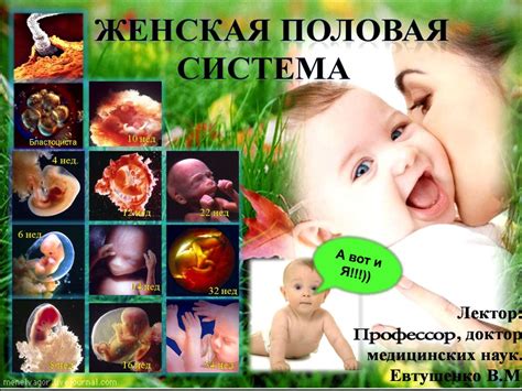 Женская половая система - презентация онлайн