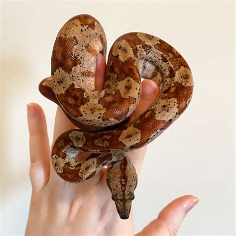 #boa constrictor on Tumblr