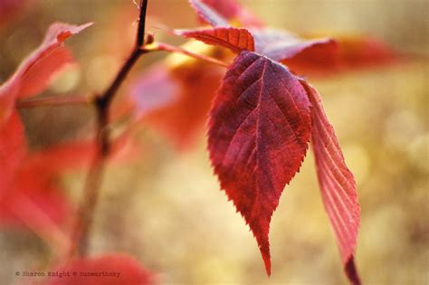 scarlet | Sunearthsky