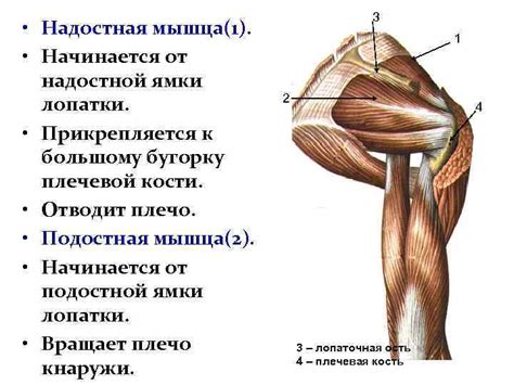 Мышцы верхних конечностей Лекция 11 Мышцы