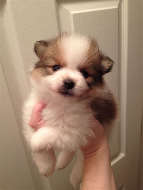 Adorable AKC Orange Sable Parti Pomeranian Puppy