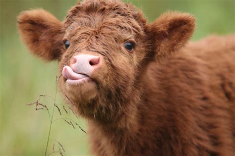 digital  cute baby  baby cows fluffy cows
