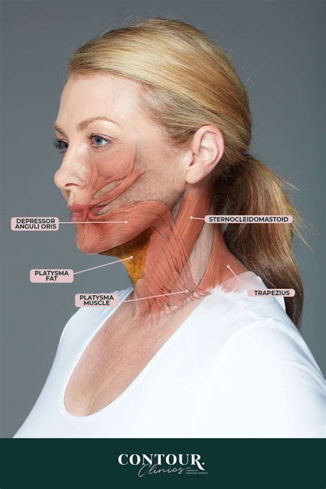 chin anatomy hyoid bone skeletal neck chin parts stock vector