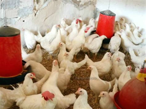 Продавам ярки бял легхорн и ломан Браун Кокошки, Пилета ...