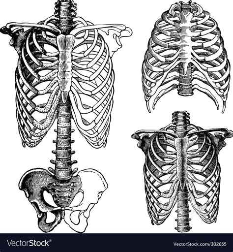 Anatomical chest drawings Royalty Free Vector Image , #affiliate, # ...