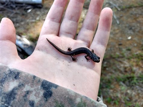 Mini Black Salamander : r/aww