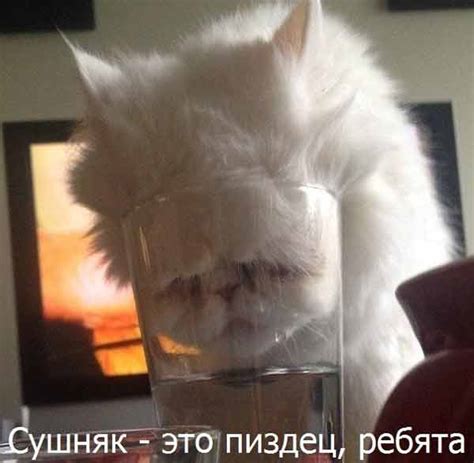 стихи про галю прикольные