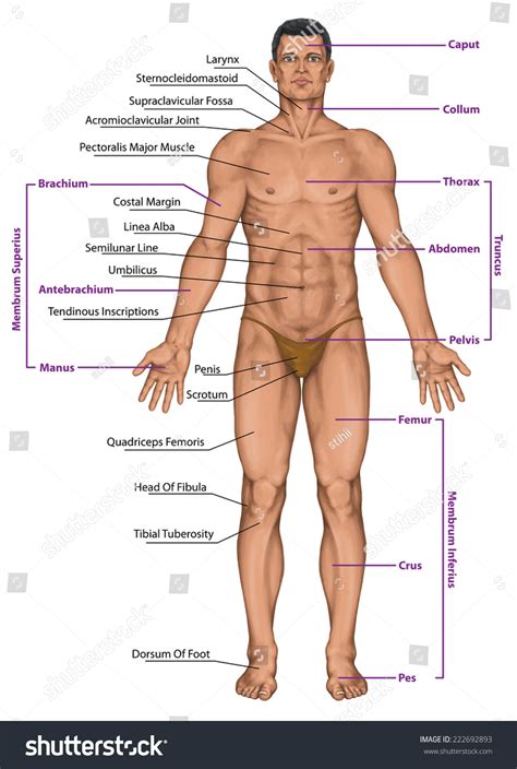 Proven Analyzing the anatomical perspective of human male under body parts Socking