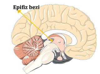 Epifiz Bezi ve Özellikleri