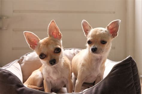 Light Brown Teacup Chihuahua