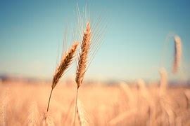 wheat field  photo  pixabay
