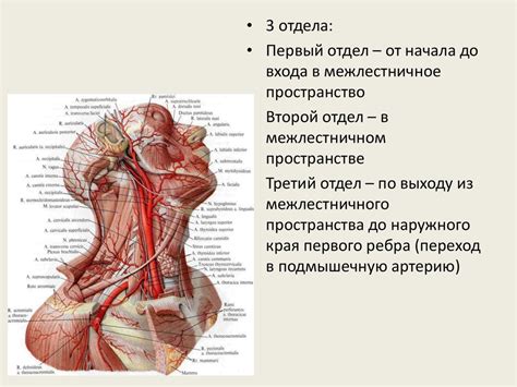 Функциональная анатомия и развитие артерий - презентация онлайн