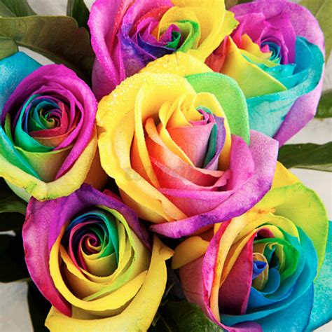 100 Multi-Color Beautiful Colorful Rainbow Rose Flower Seeds Yard ...