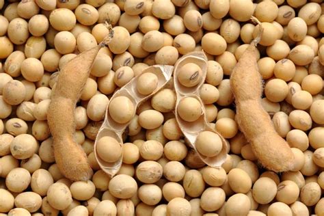 Soybean crop Stock Photos, Royalty Free Soybean crop Images | Depositphotos