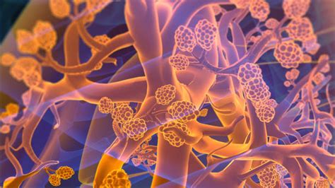 8.300+ Alveolus Foto Stok, Potret, & Gambar Bebas Royalti - iStock