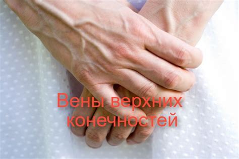 Вены верхних конечностей: анатомия, тромбоз вез верхних конечностей