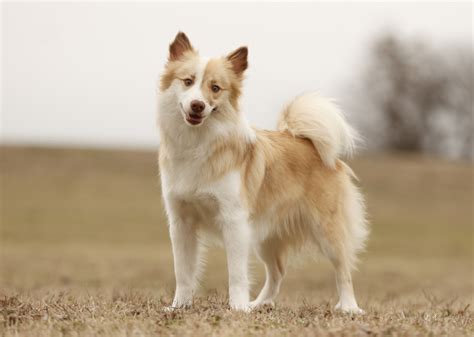Исландская овчарка - AllPets - Энциклопедия