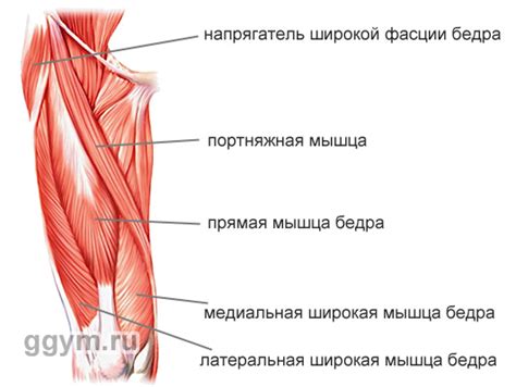 Мышцы бёдер. Строение и функции.