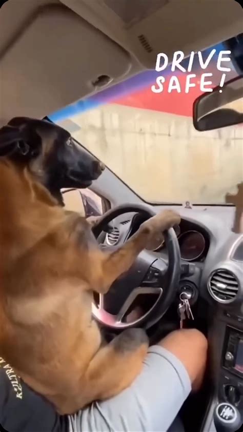 Belgian Malinois | Do you think he enjoyed it? 🧼🐾💚 Via