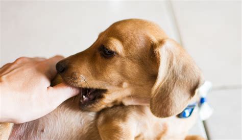 puppy wont stop biting  ways  stop  puppy  biting