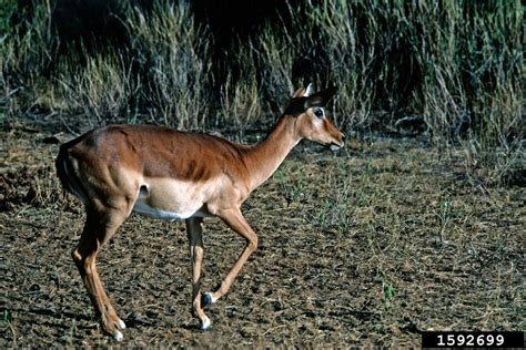 impala (Aepyceros melampus)
