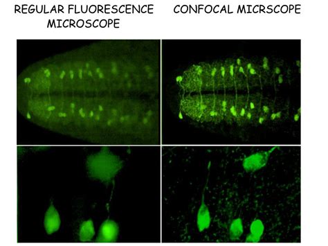 PPT - Fluorescence Microscopy Fluorescent molecule = fluorochrome ...