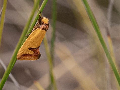 moths   lepidoptera  northern rivers project