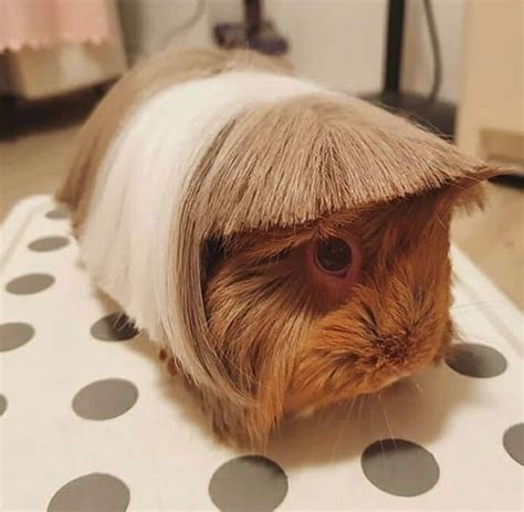 Guinea Pig Haircut Trend