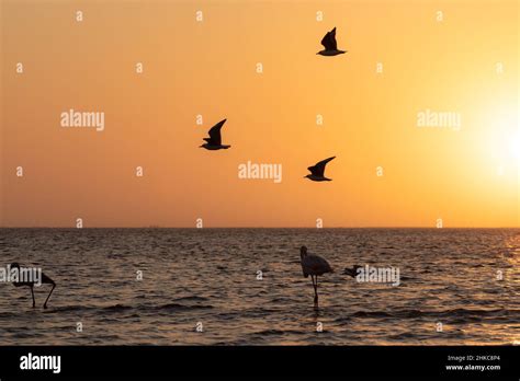 Flock of birds flying in the sunset Stock Photo - Alamy