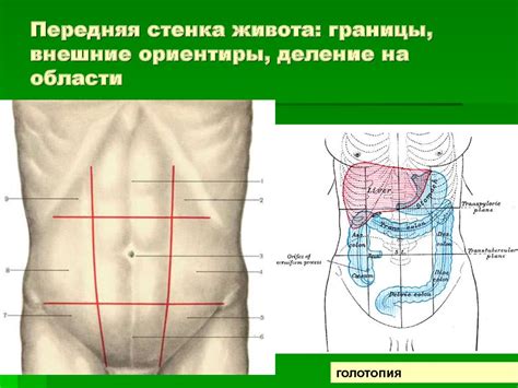 Топографическая анатомия передней стенки живота и наружных грыж живота ...