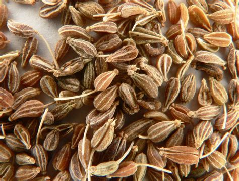 health benefits  anise health benefits