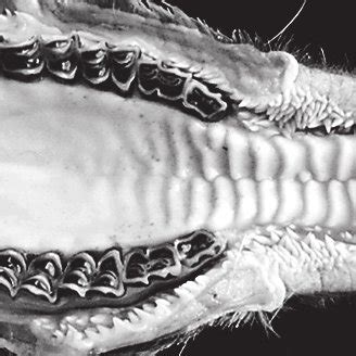 Photograph showing caruncula sublingualis (C) and frenulum linguae ...