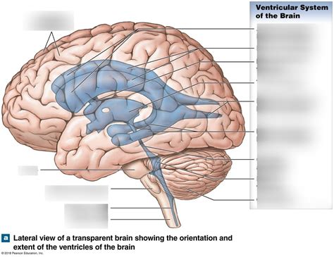 Lateral ventricles Diagram | Quizlet