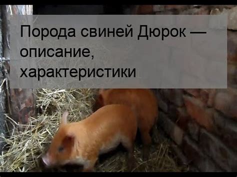 Порода свиней Дюрок — описание, характеристики - YouTube