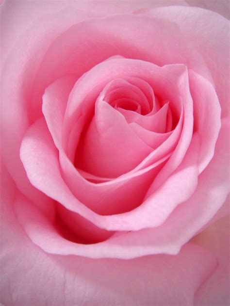 100+ Pink Rose Pictures [HD] | Download Free Images & Stock Photos on ...