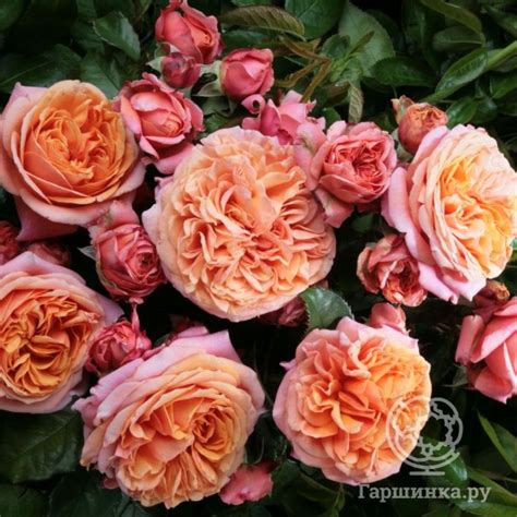 Розы питомника Imperial Rose (Сербия) купить в Москве по низкой цене ...