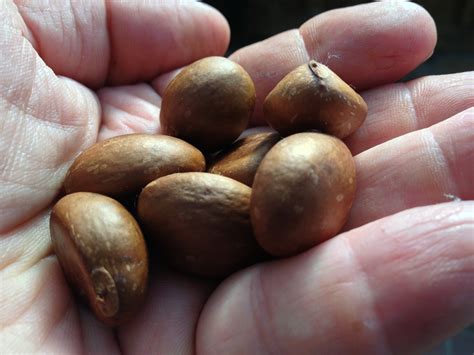 loquat-seeds | Ground to Ground