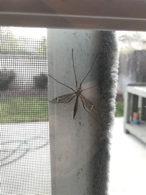 Anyone else seeing these bugs everywhere? : r/orangecounty