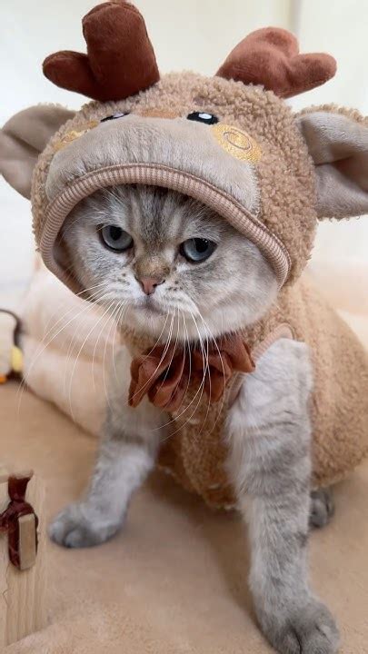 Костюм Оленя 🦌 - YouTube