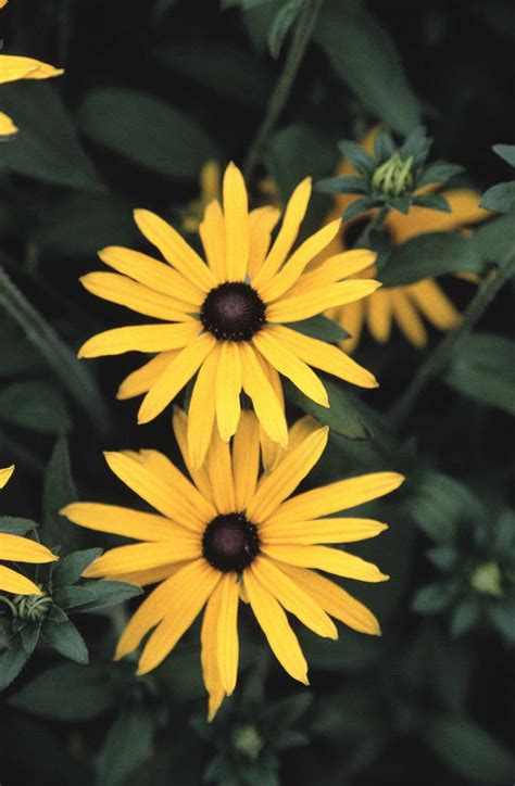 Rudbeckia fulgida var. deamii | Deam's coneflower Herbaceous Perennial/RHS