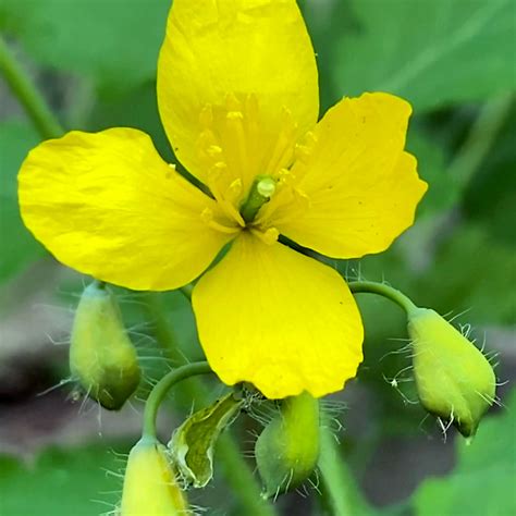Backyard Botany: Greater Celandine | New York Botanical Garden