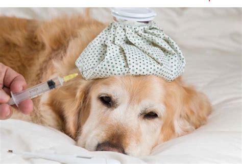 Kennel Cough: Prevention & Treatment