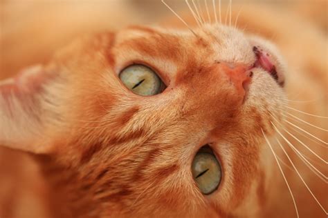 Orange Tabby Cat With Green Eyes