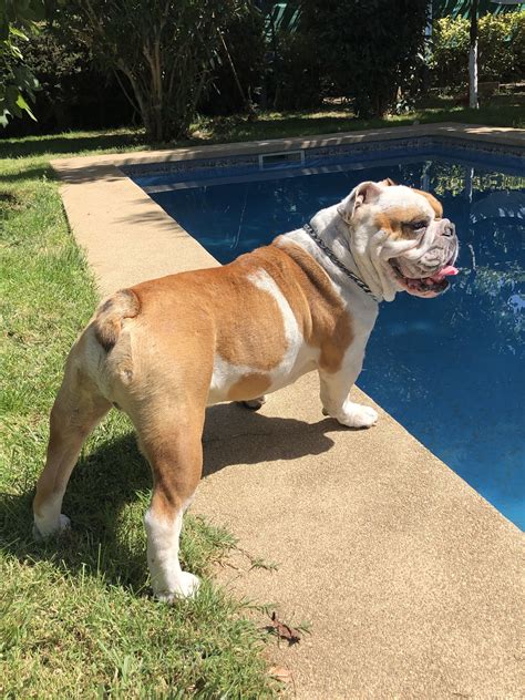 grass right up to edge of pool | Bulldogs, Bulldogs ingles