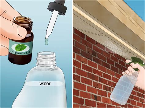 how to get rid of paper wasps 6